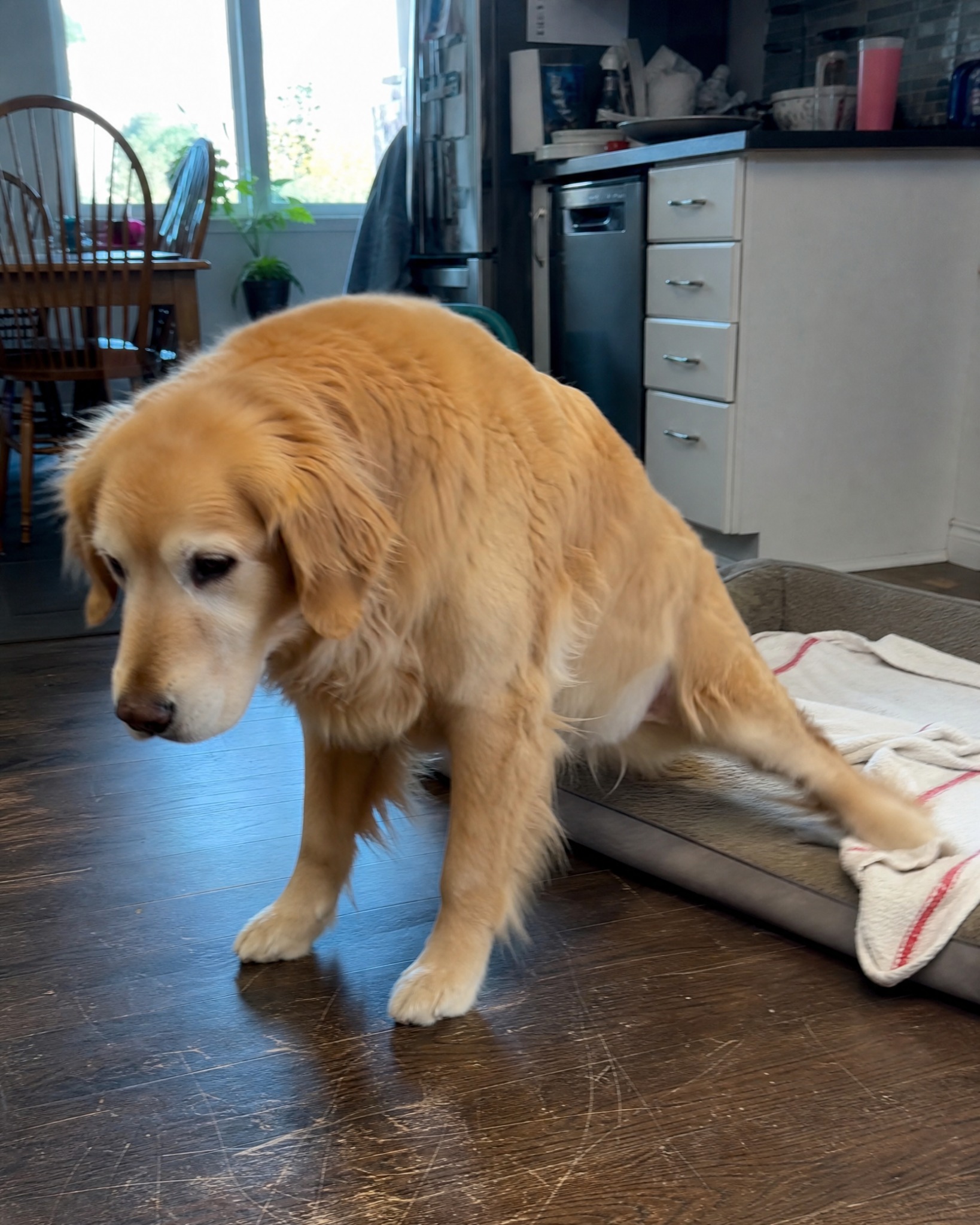 Carol Bennett Facebook ad: Why Your Dog’s TPLO Isn’t Healing.