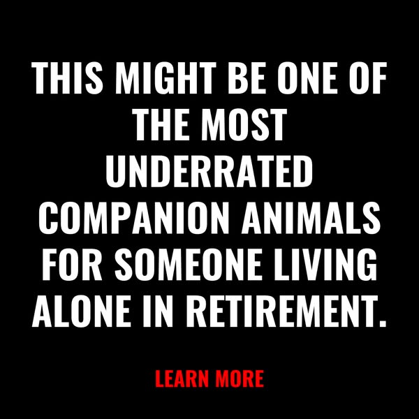 Mystic Vibes Facebook ad: Retirement Ready, Companionship Guaranteed