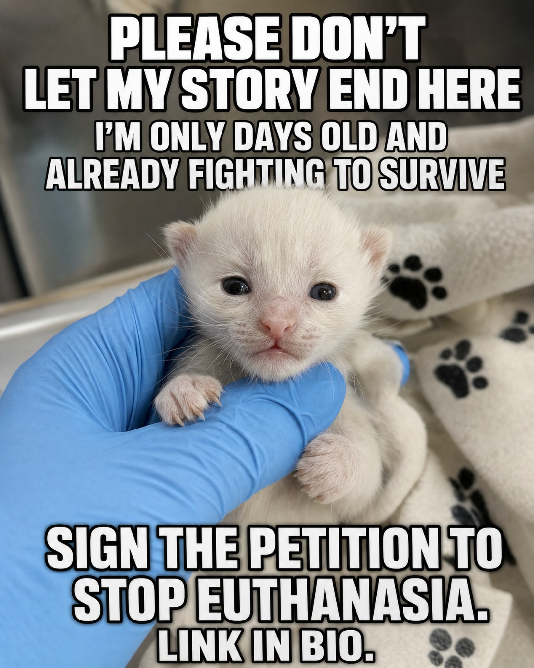 iHeartCats.com Facebook ad