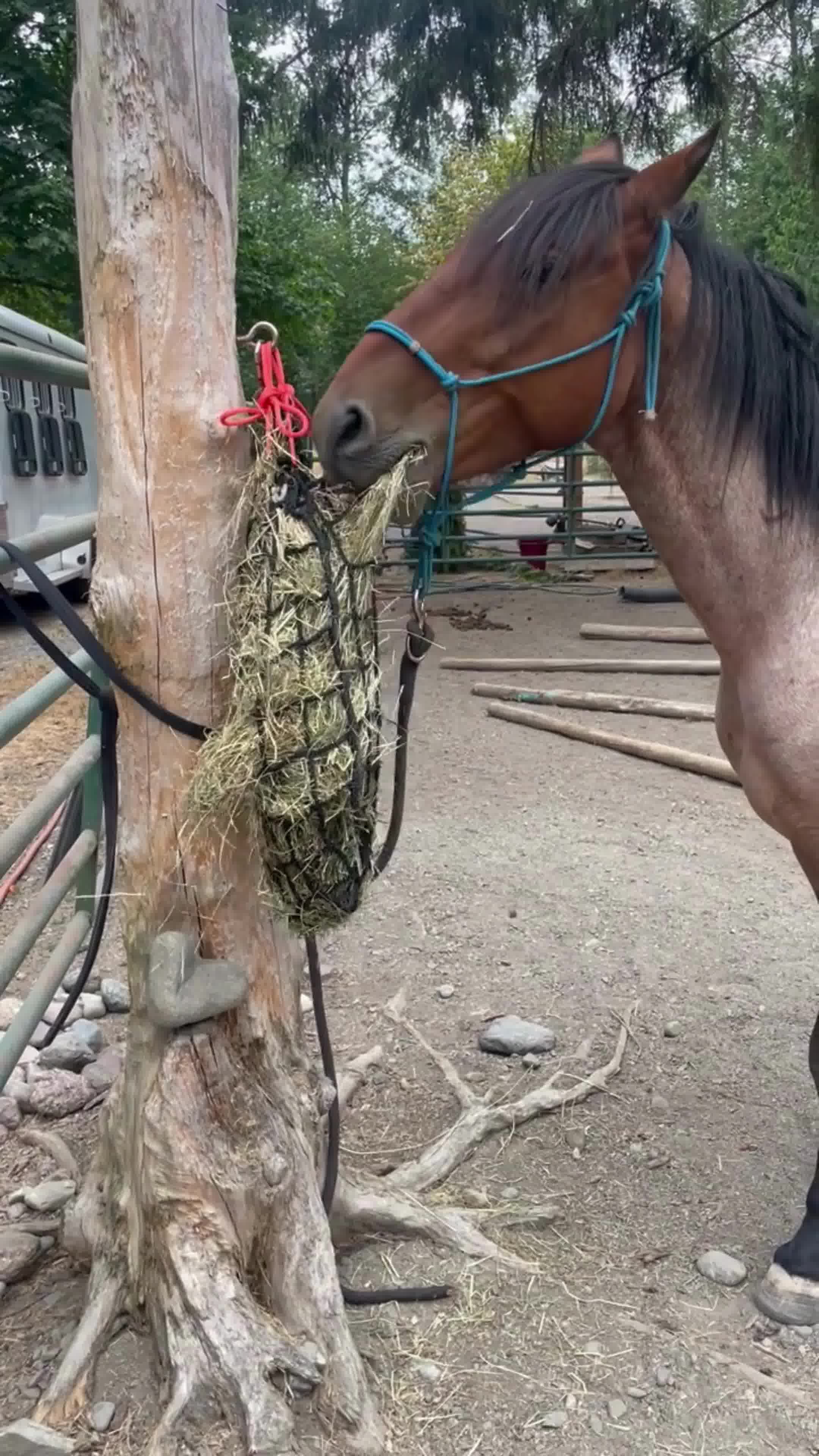 Gutzbusta Slow Feed Hay Nets USA Facebook ad: Slow Feed Hay Nets
