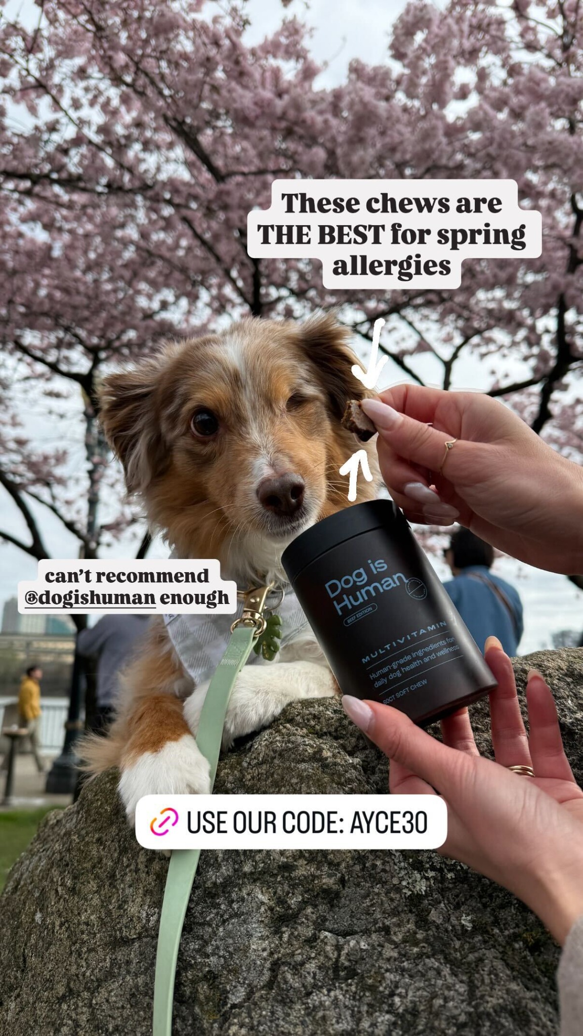 Dog is Human Facebook ad