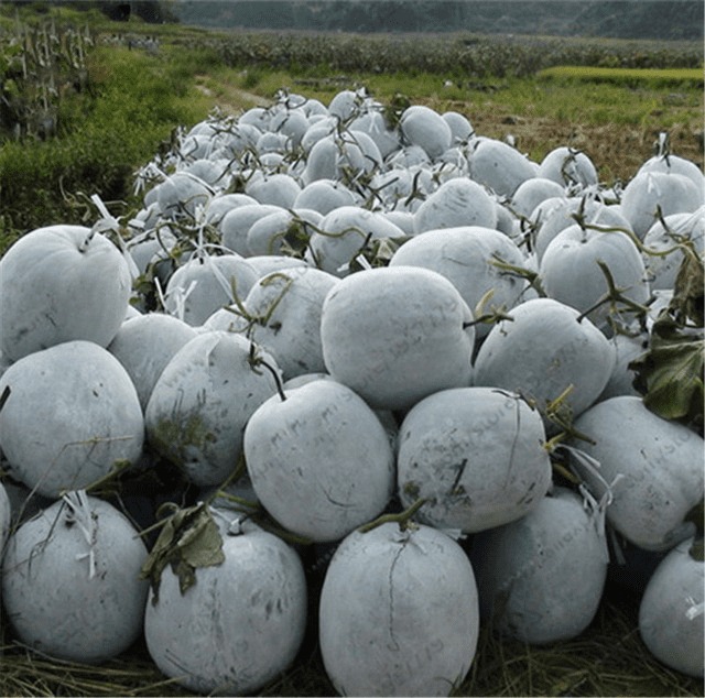 Best seeds online Facebook ad: Best Seeds Online for Affordable Prices.