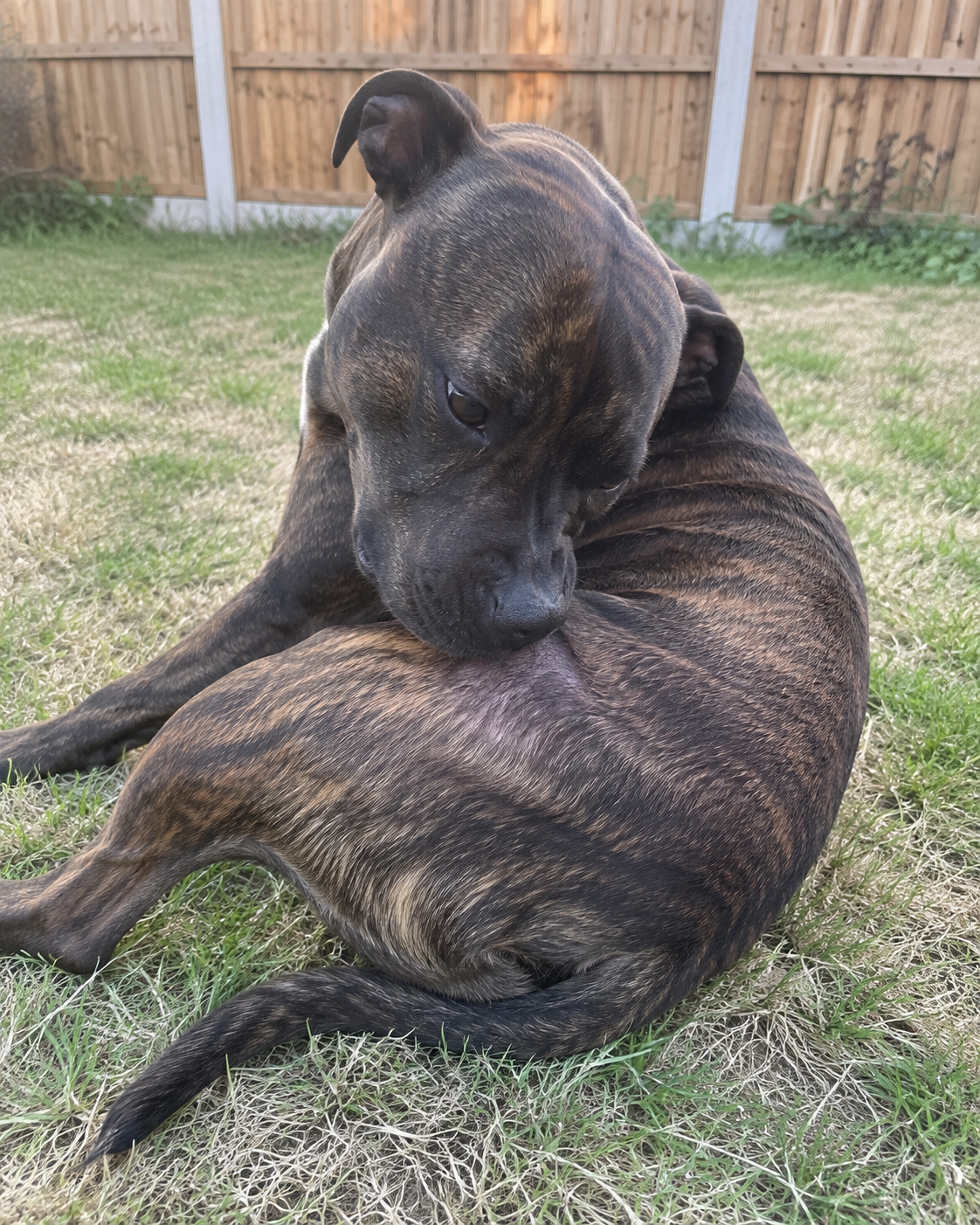 Kate Jones Facebook ad: She's Either Asleep Or She's Scratching. That's Her Entire…