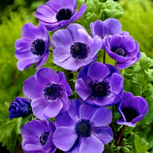 Garden Seeds Market Facebook ad
