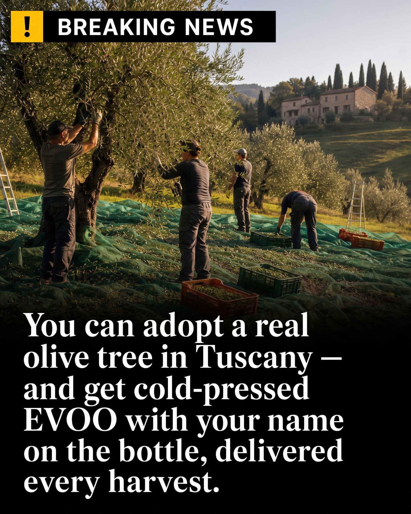 My Olive Tree Facebook ad: Only a few available!