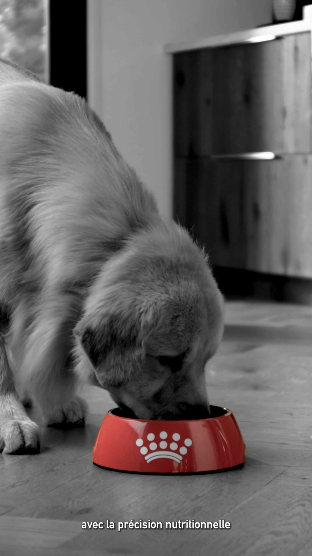 Royal Canin Facebook ad: Reconnu par les experts