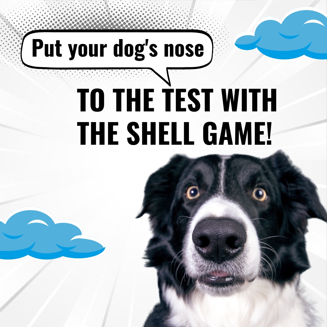 Barer Pet Behavior Consulting & Dog Training Facebook ad
