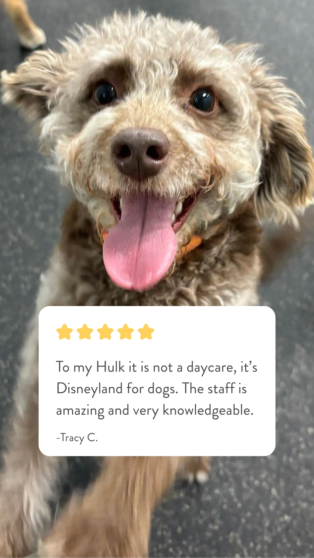 Dogtopia Facebook ad from May 1, 2026