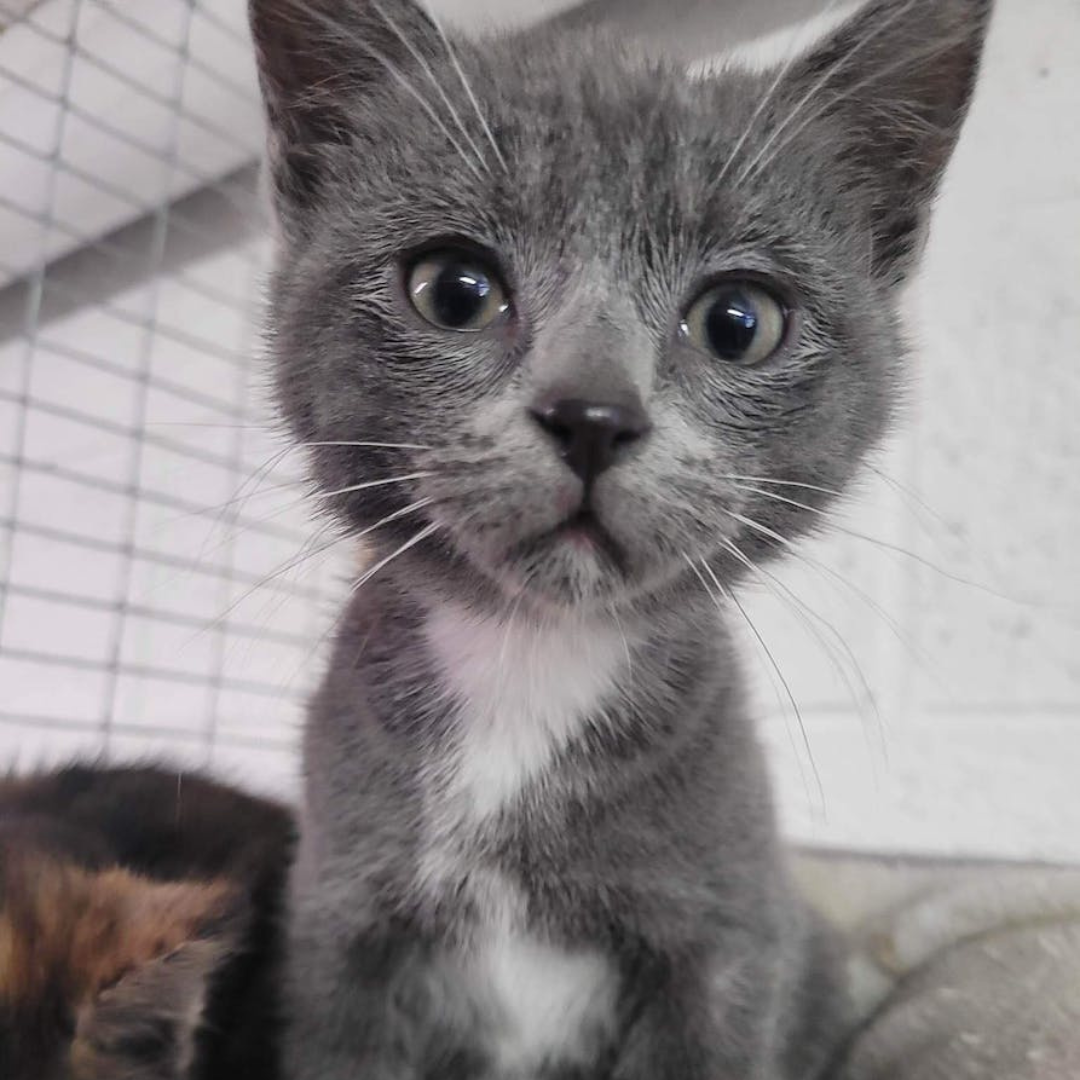 Paaw Facebook ad: Des milliers d’animaux abandonnés attendent une nouvelle…