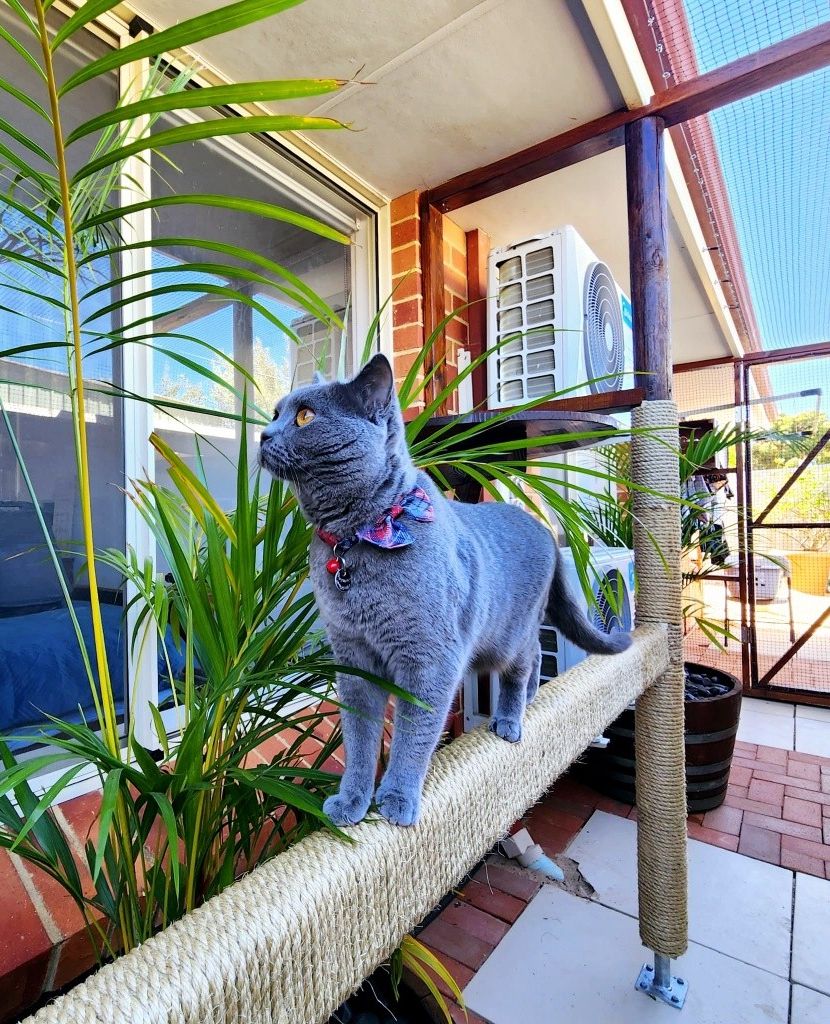 catnets.com.au Facebook ad
