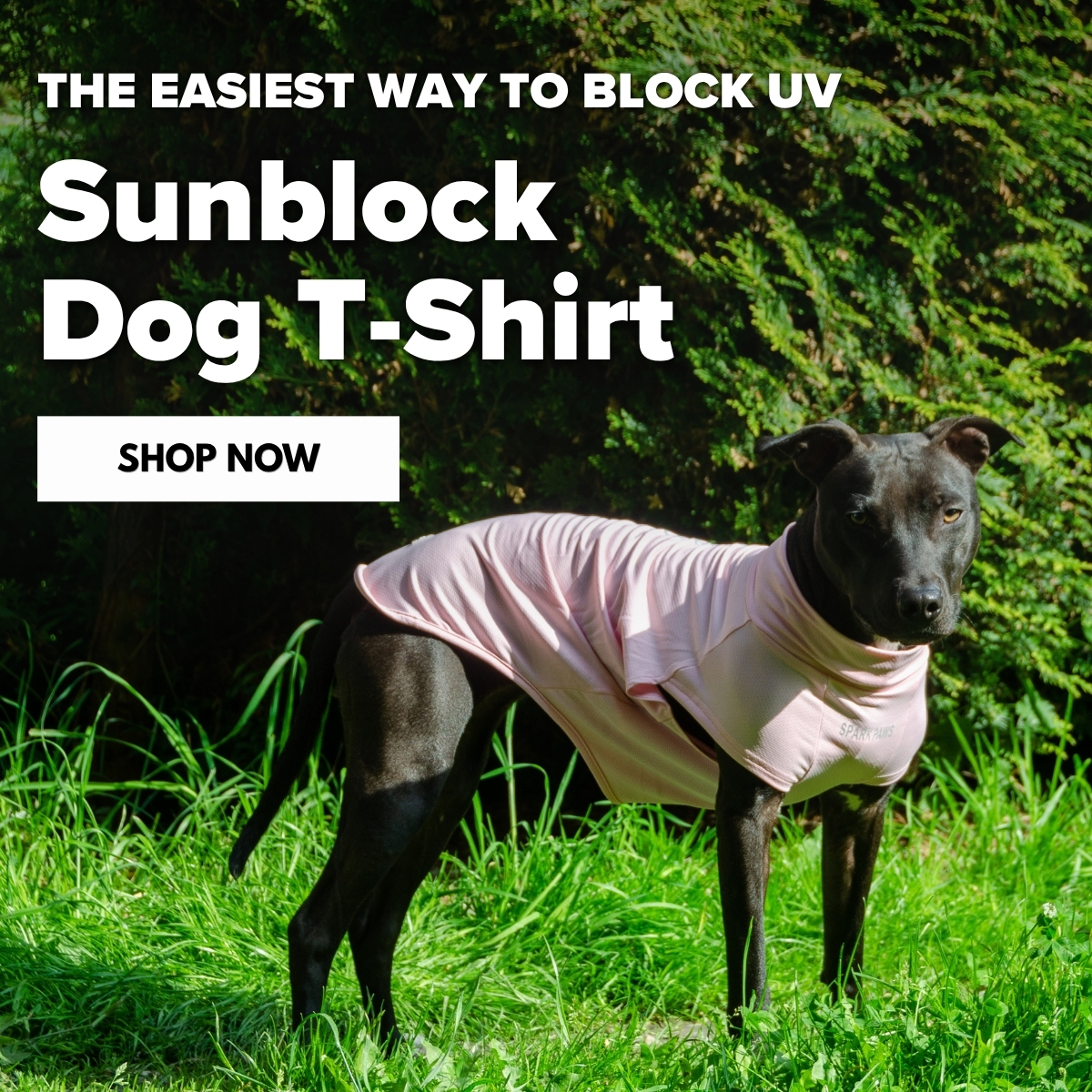Spark Paws Facebook ad