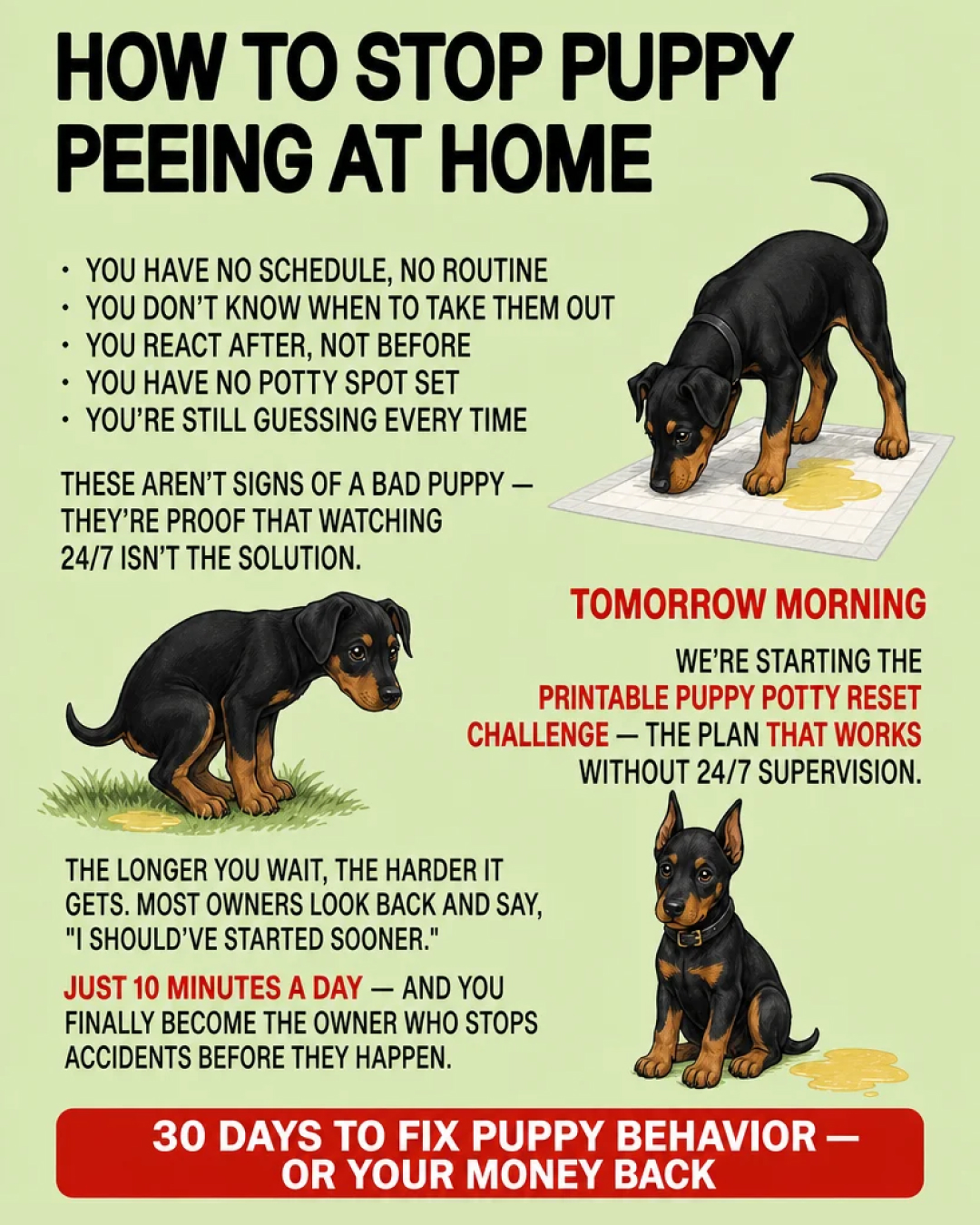 Puppy Tips for Training Facebook ad