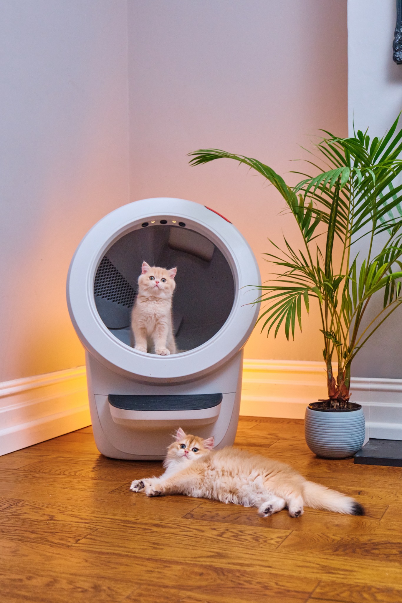 Litter-Robot by Whisker Facebook ad