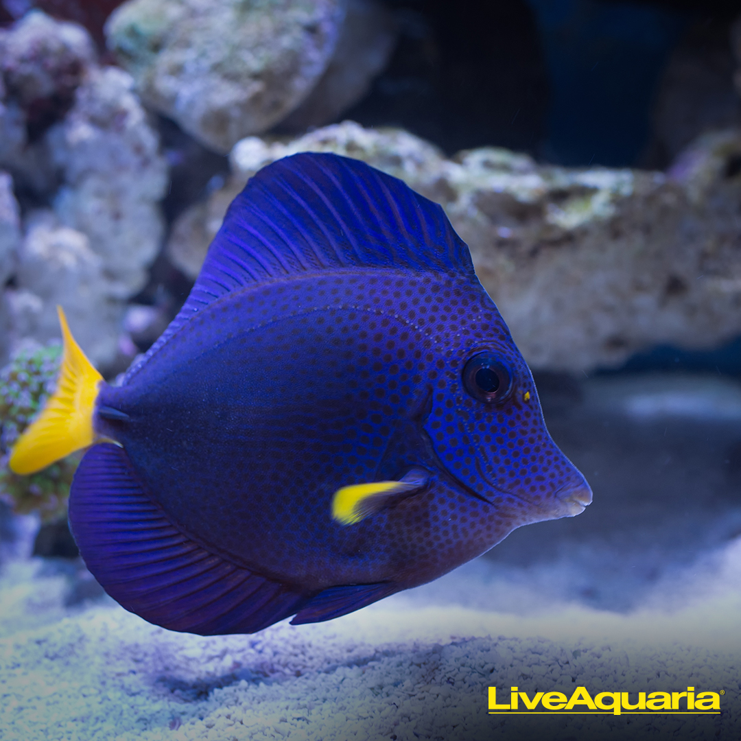 LiveAquaria.com Facebook ad