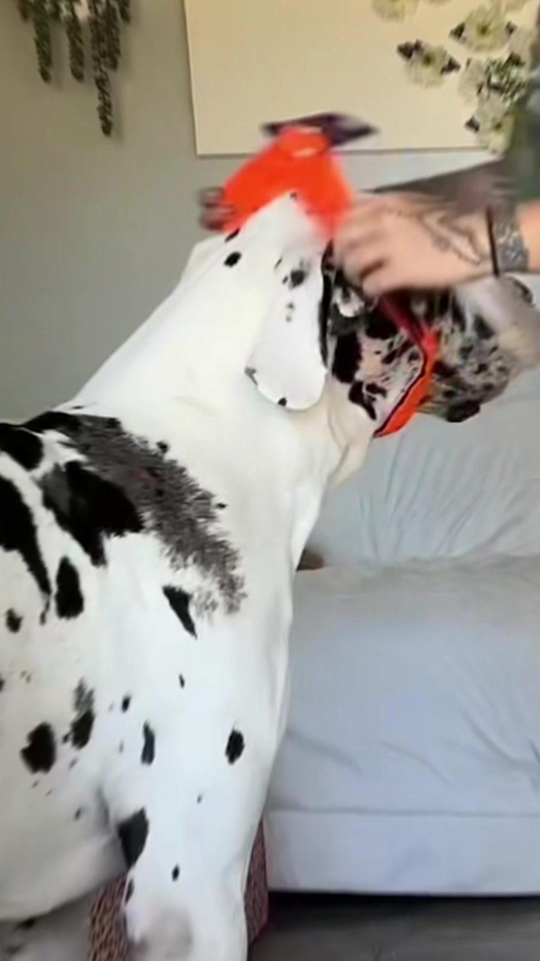 Dog Friendly Co. Facebook ad: Rated #1 By Dog Owners