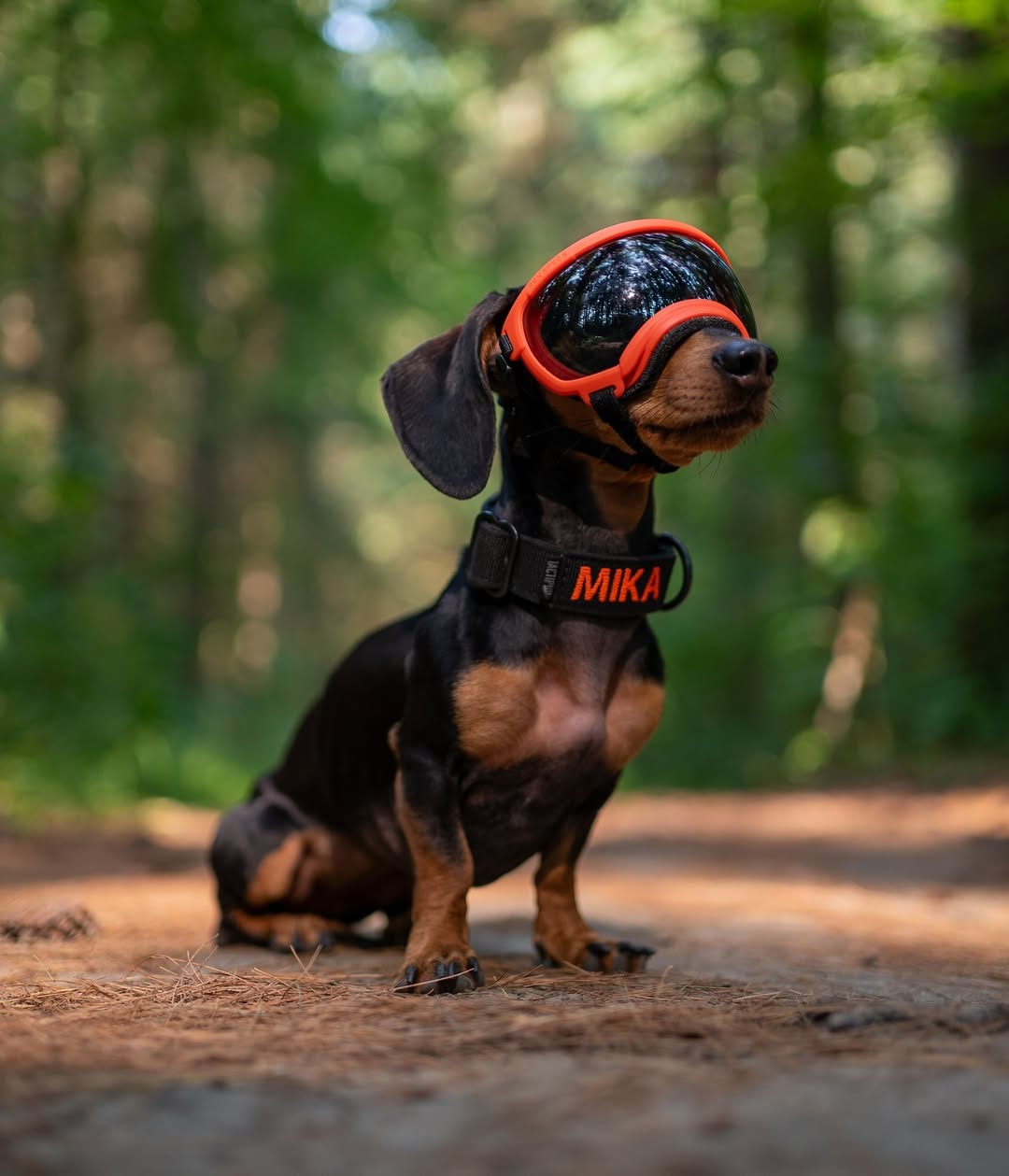 Tactipup Facebook ad from Aug 14, 2026