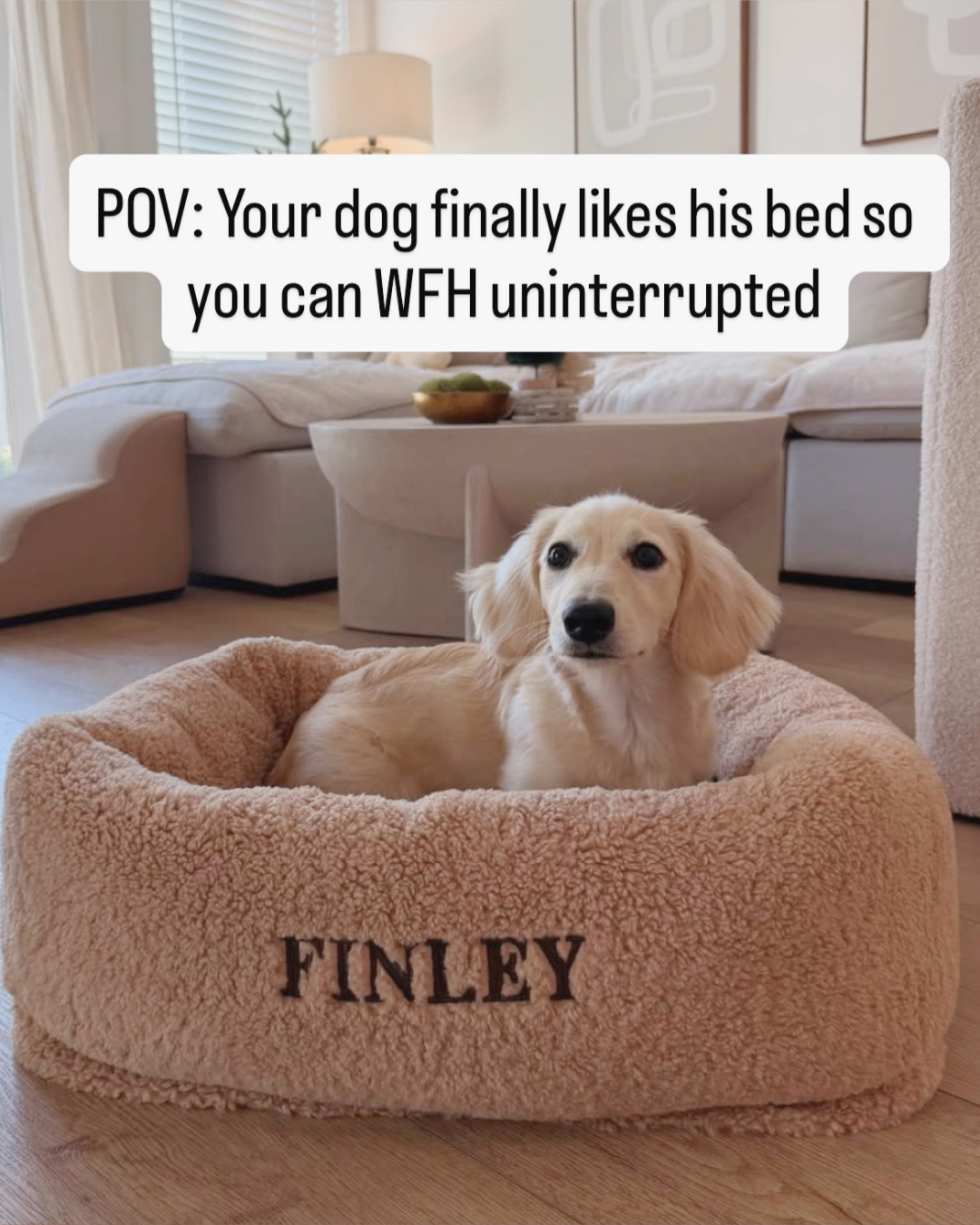 The Foggy Dog Facebook ad