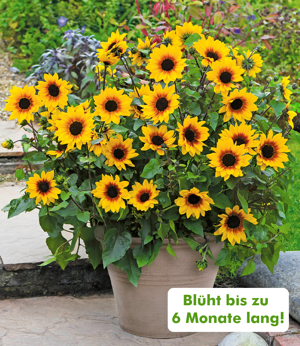 BALDUR-Garten Facebook ad