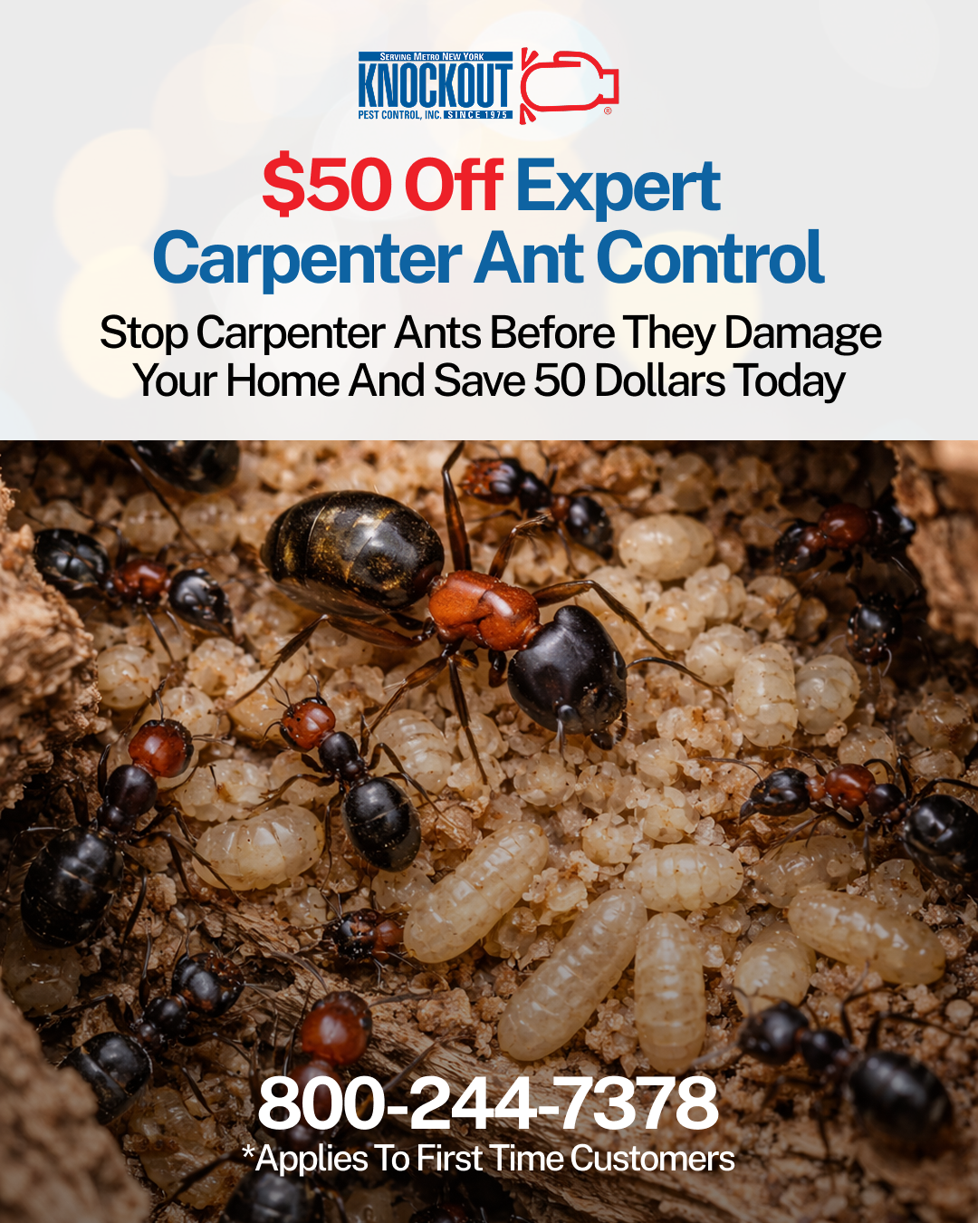 Knockout Pest Control Facebook ad: $50 Off Expert Carpenter Ant Control