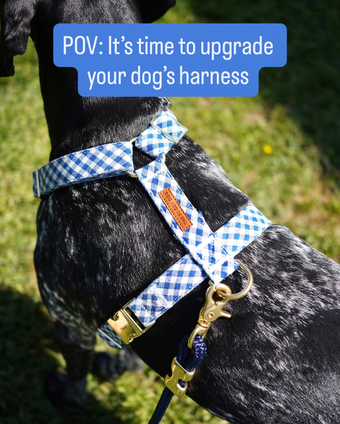 The Foggy Dog Facebook ad