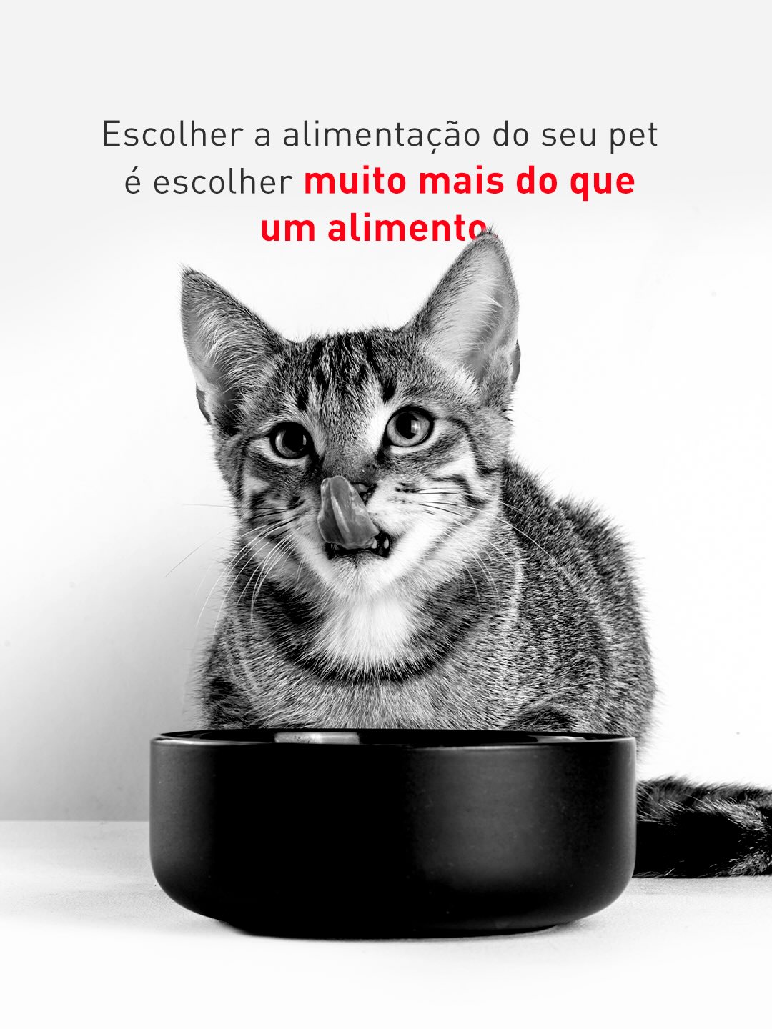 Royal Canin Facebook ad: Escolher a alimentação do seu pet é uma…