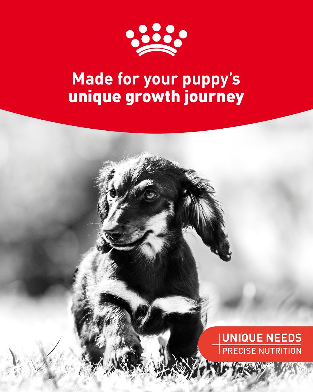 Royal Canin Facebook ad