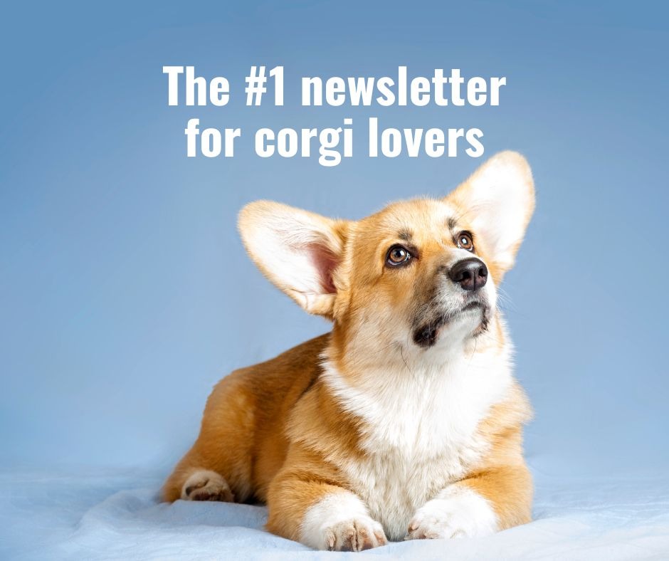 Doggy & Pooch Facebook ad: The *free* newsletter for corgi owners (+ lovers)