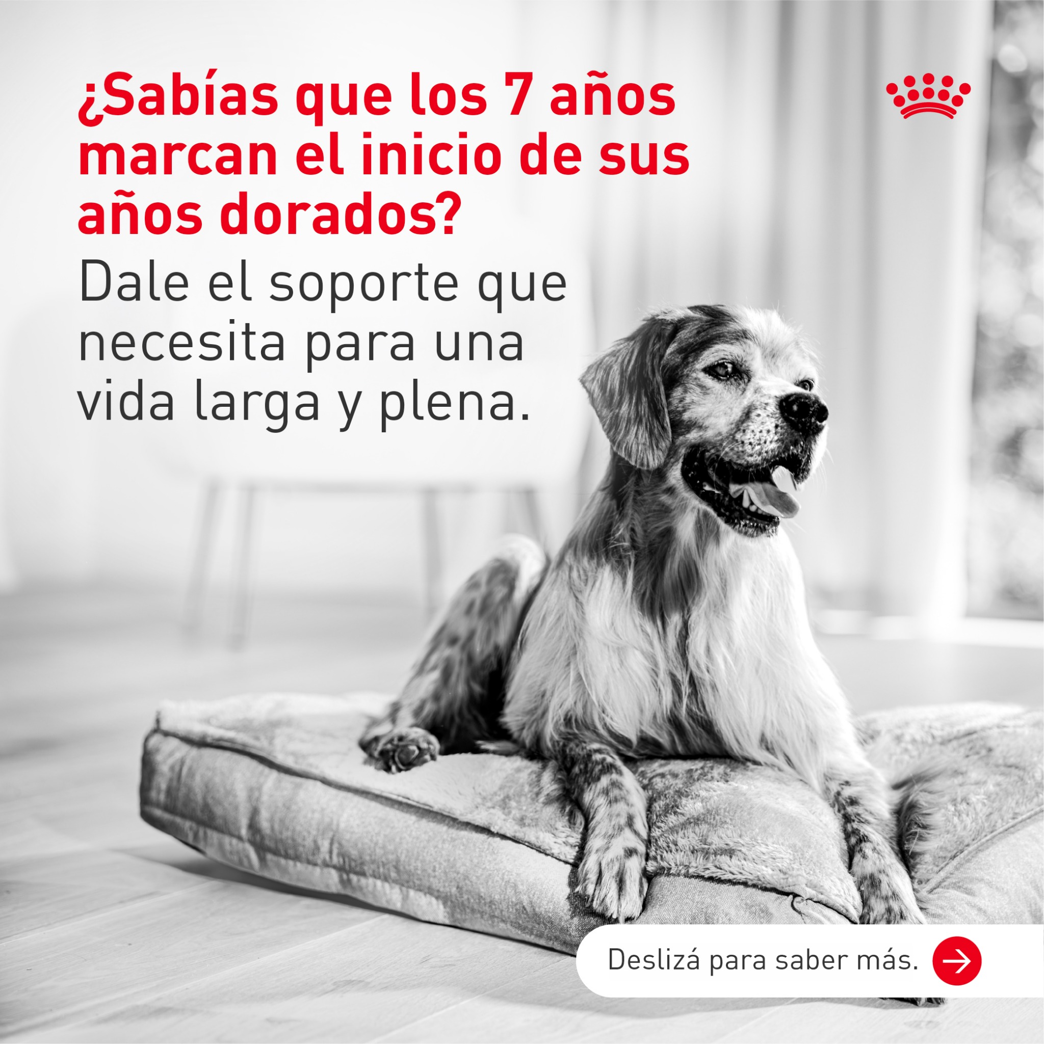 Royal Canin Facebook ad