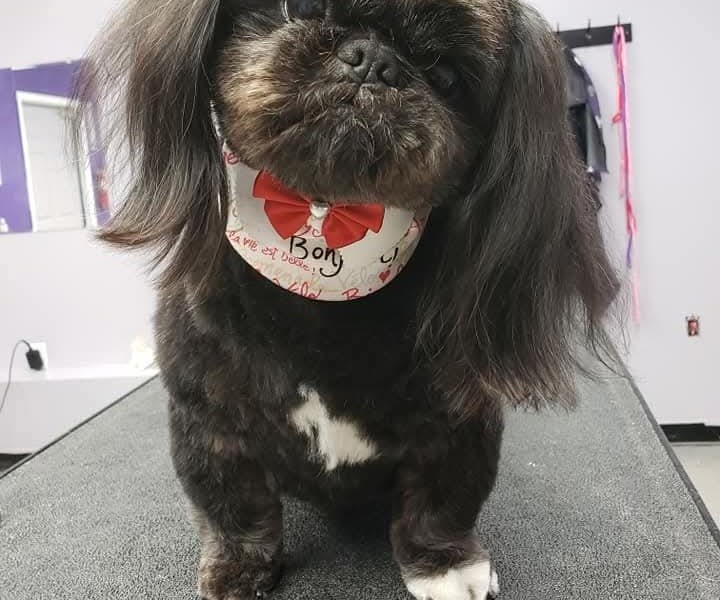 Allure Pet Salon Facebook ad
