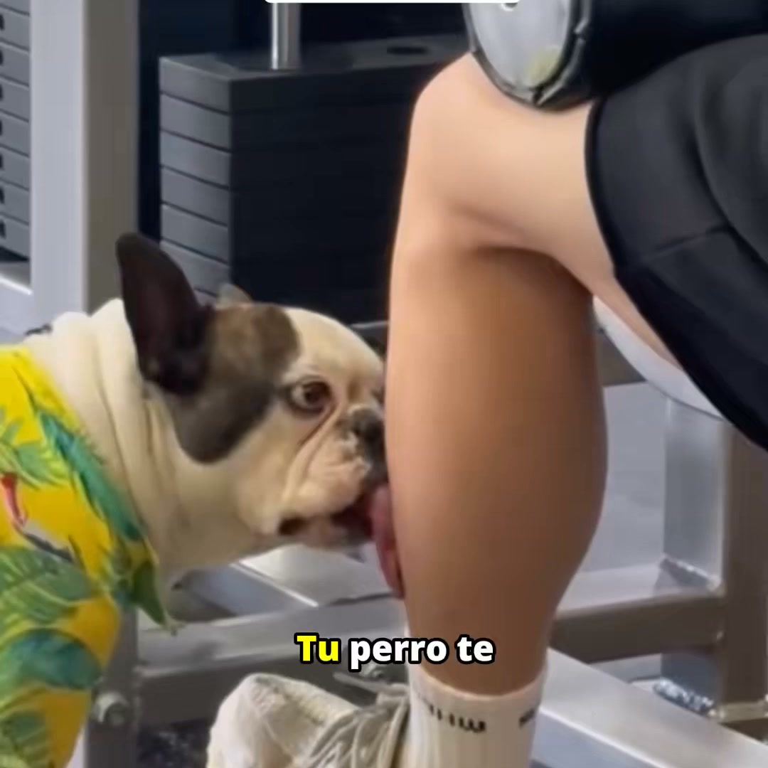 Puainta Pets Facebook ad: Their Little Habits Deserve Attention