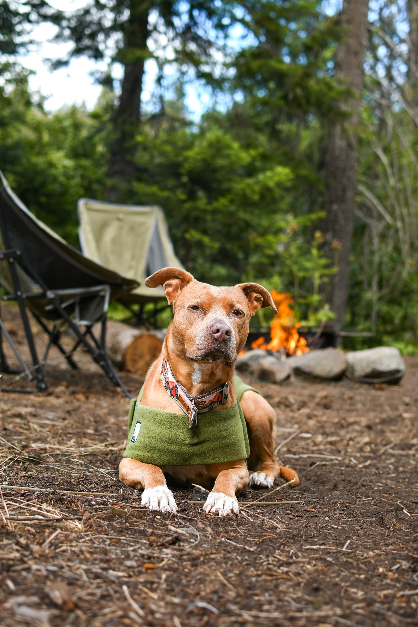 Voyagers K9 Apparel Facebook ad
