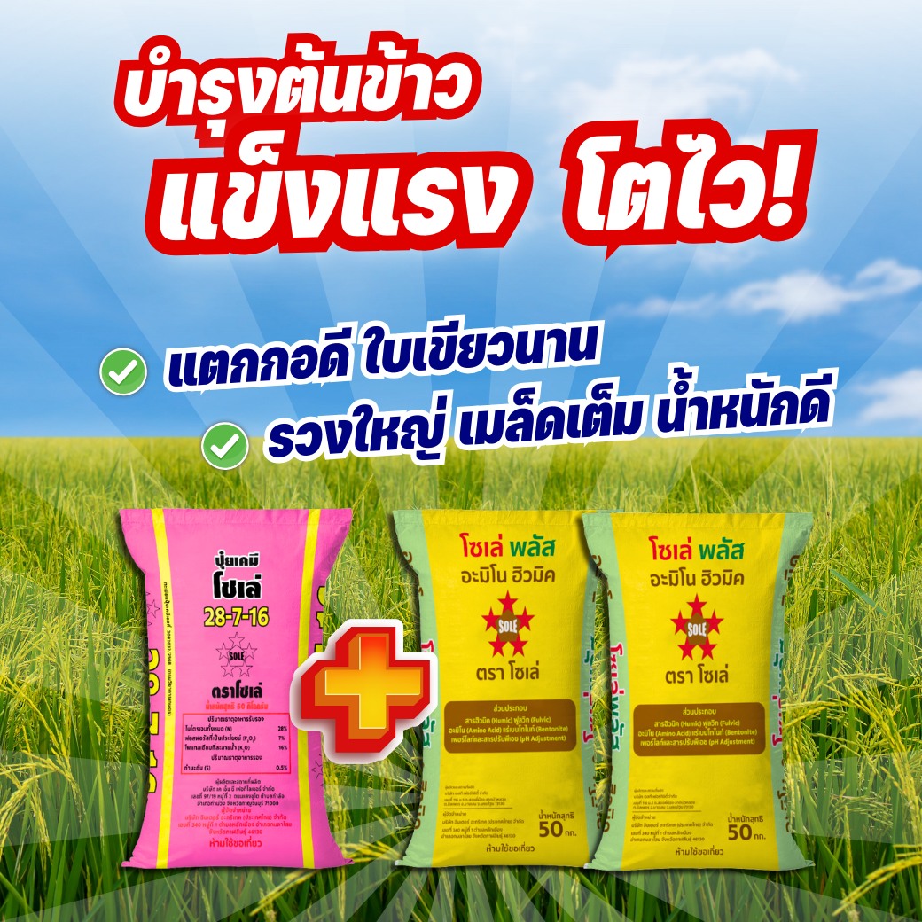 อินเตอร์อะกริเทค สำนักงานใหญ่ Facebook ad: แตกกอดี ลำต้นแข็งแรง ใบเขียวไว ต้องปุ๋ยสูตรนี้!