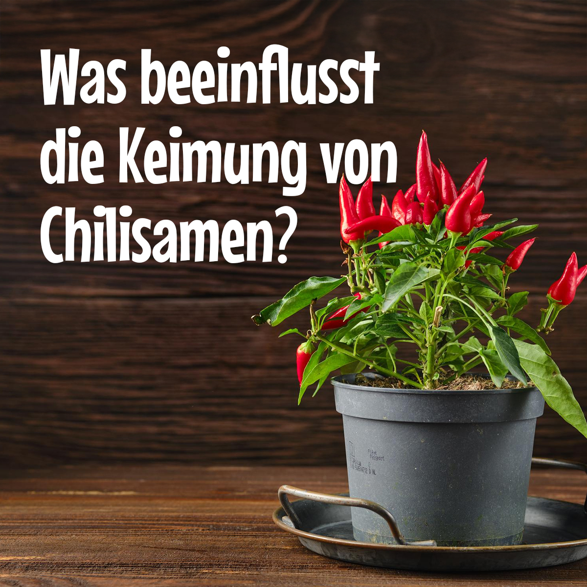 HOT CHIP Chilli Facebook ad