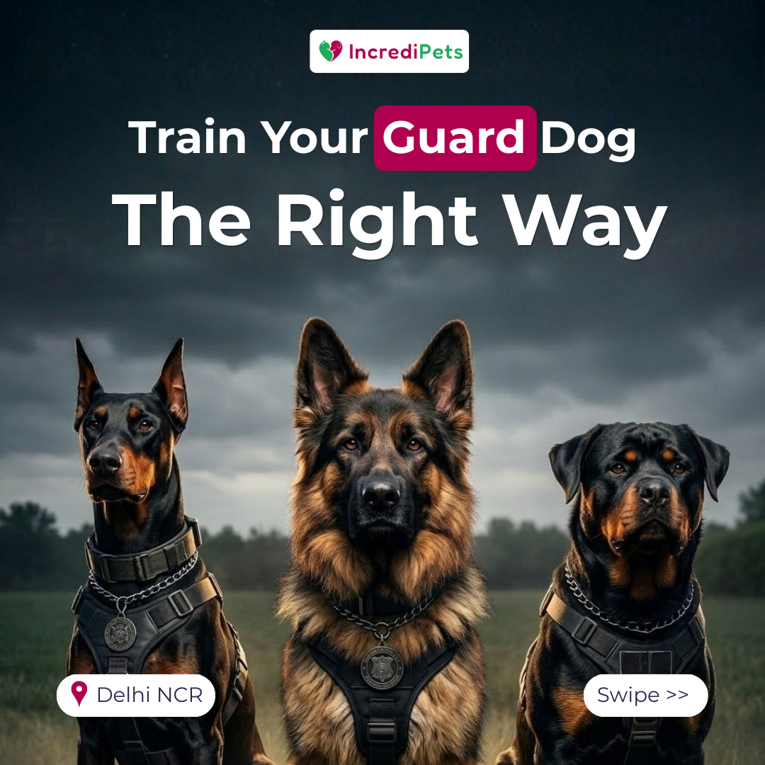 IncrediPets Facebook ad: Every dog deserves to be calm, obedient, and…