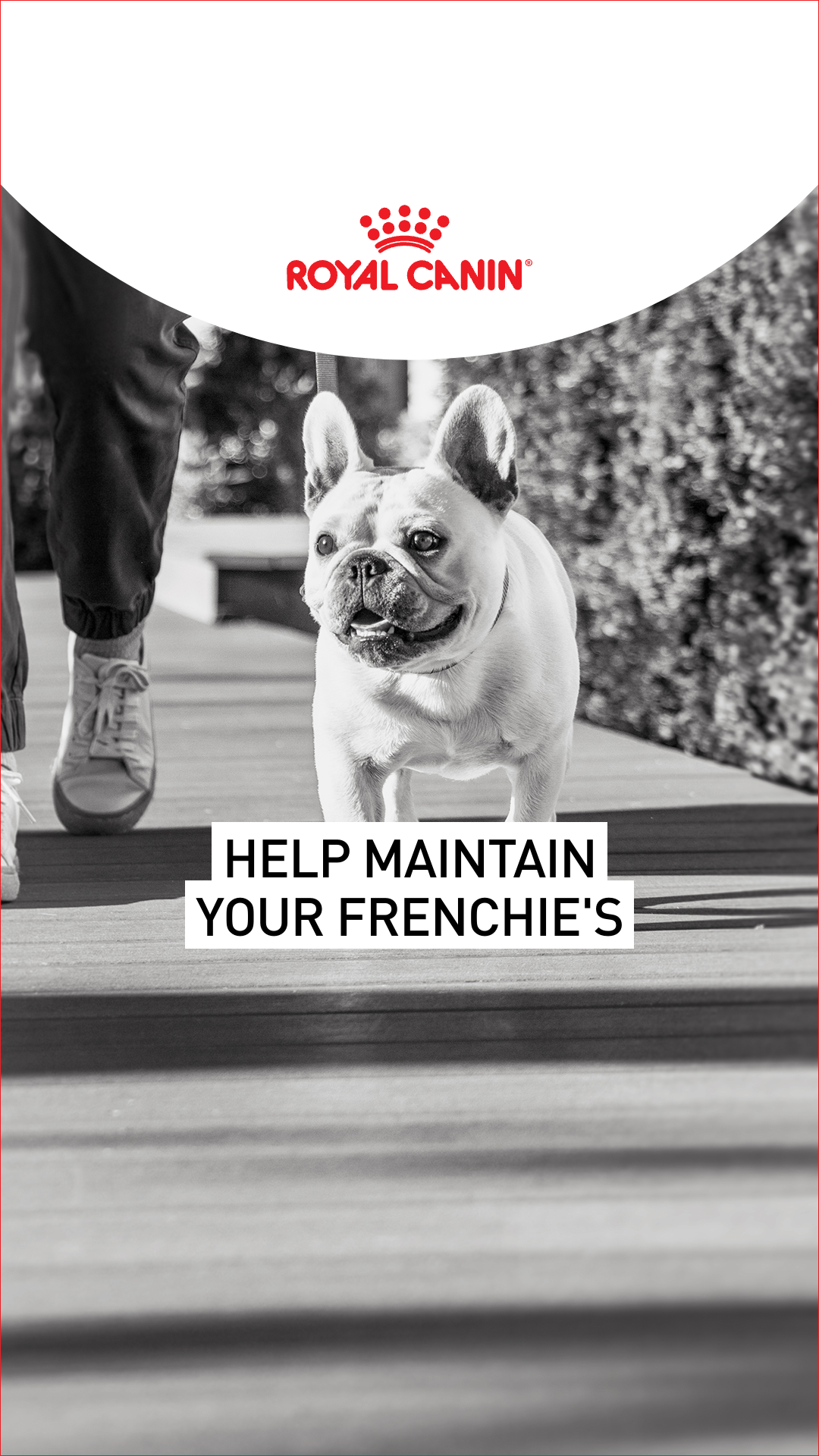 Royal Canin Facebook ad