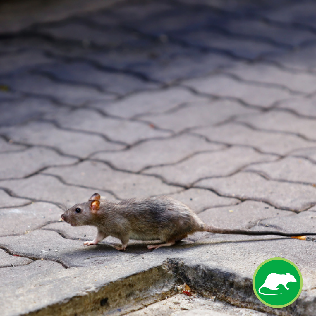 Westside Pest Control Ltd. Facebook ad