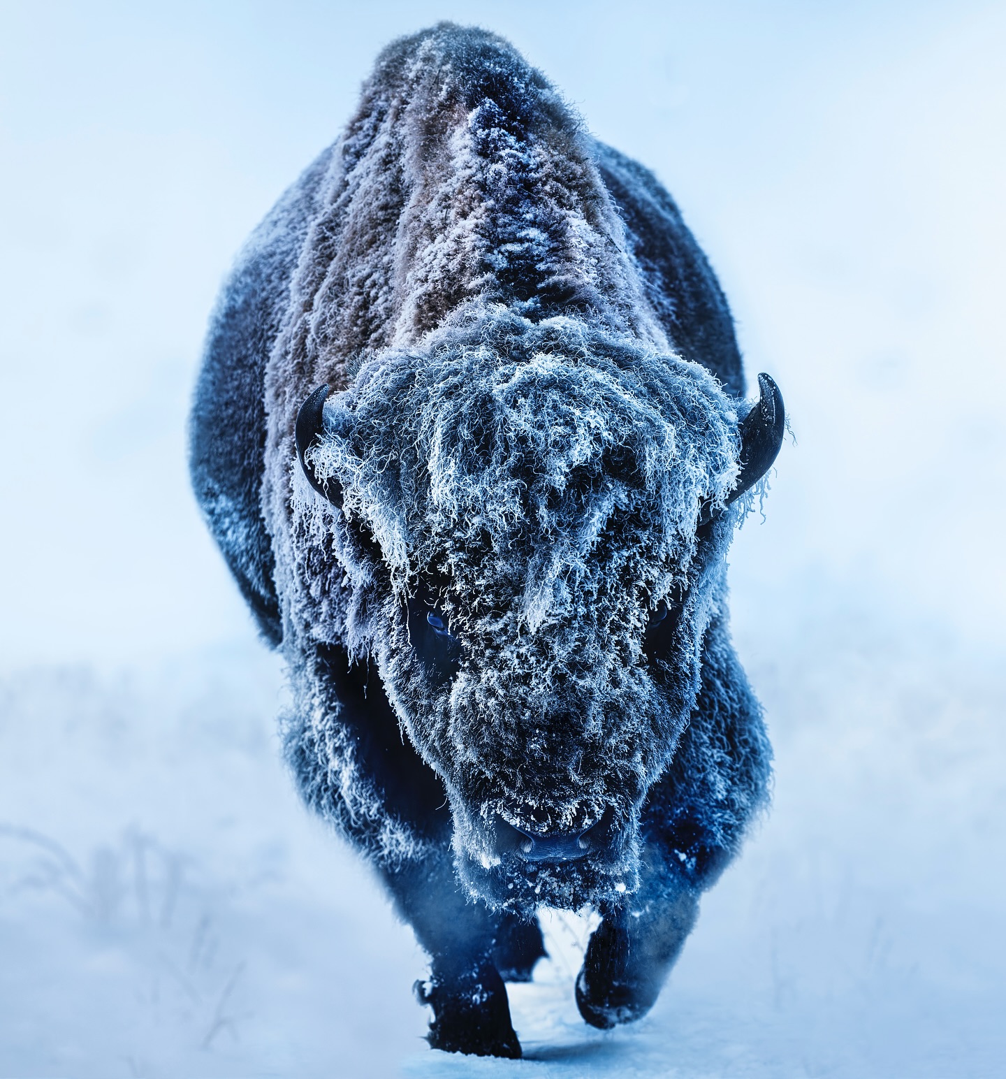 David Yarrow Photography Facebook ad