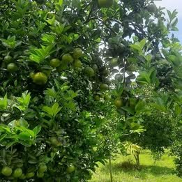 Publicaciones Eisember Facebook ad: REMATE TERRENO EN YURINAKI 6 HECTAREAS LLAMAR AL