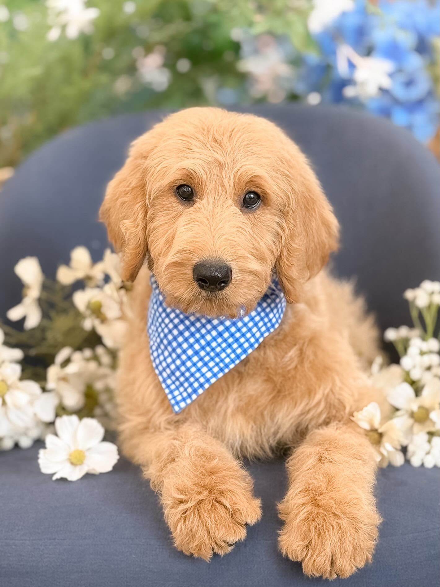 Smeraglia's Teddy Bear Goldendoodles & Schnoodles Facebook ad