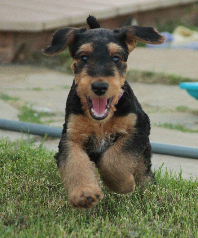 Countryside Pet Resort, Training & Event Center Facebook ad: We are a locally owned pet boarding facility…