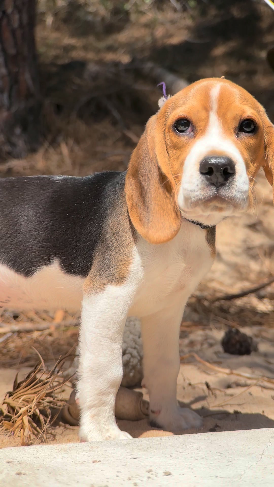 Matthew Smith Facebook ad: Too Cute To Scroll Past