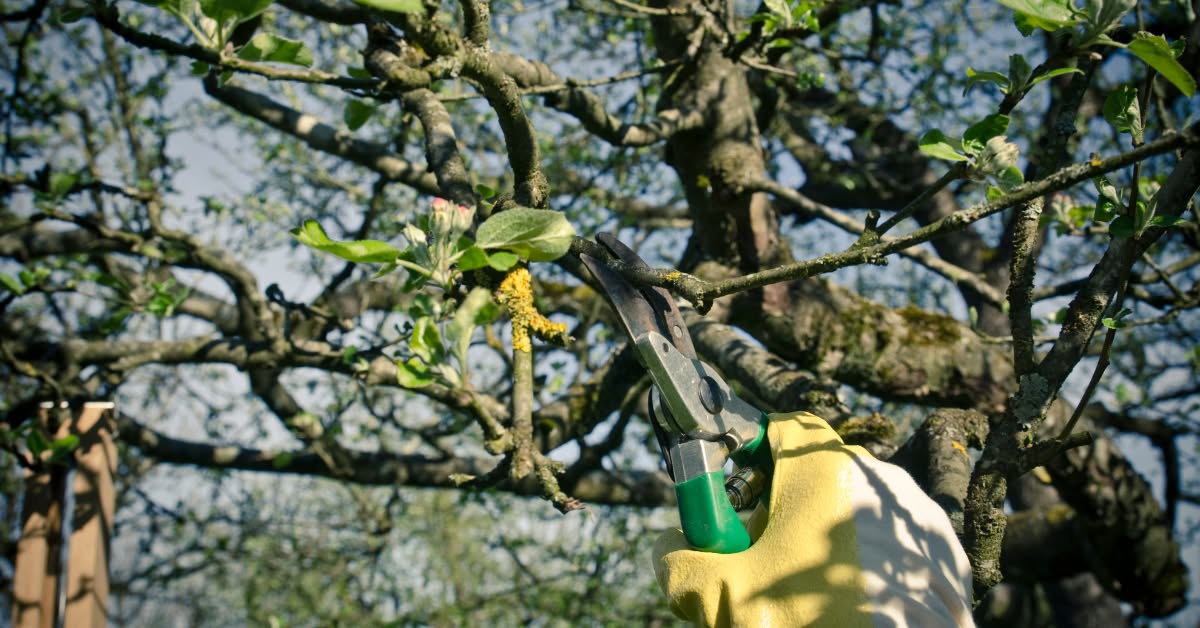 Anchor Tree Service Facebook ad: How to Make a Proper Pruning Cut - Anchor Tree Service