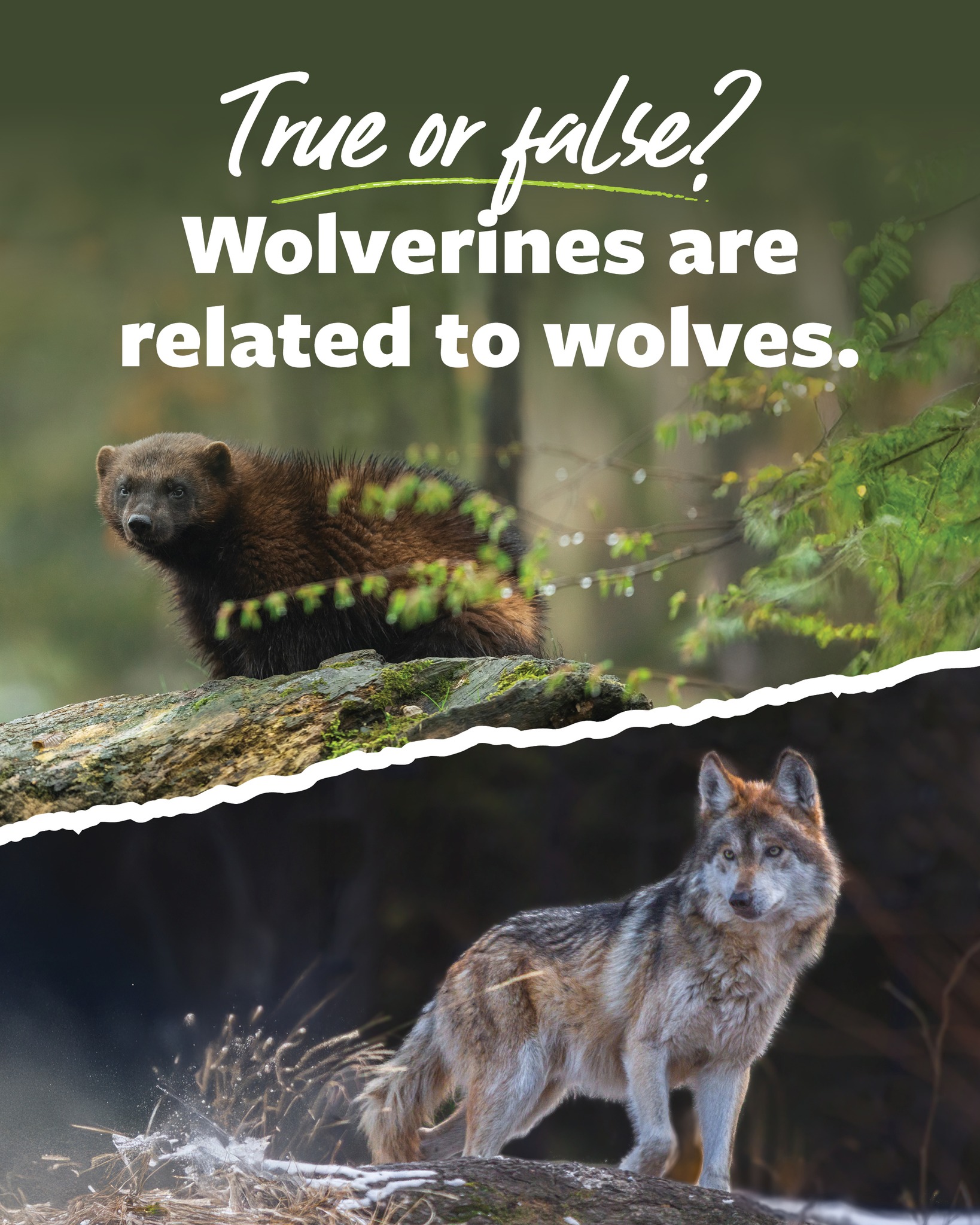 Mutual of Omaha's Wild Kingdom Facebook ad