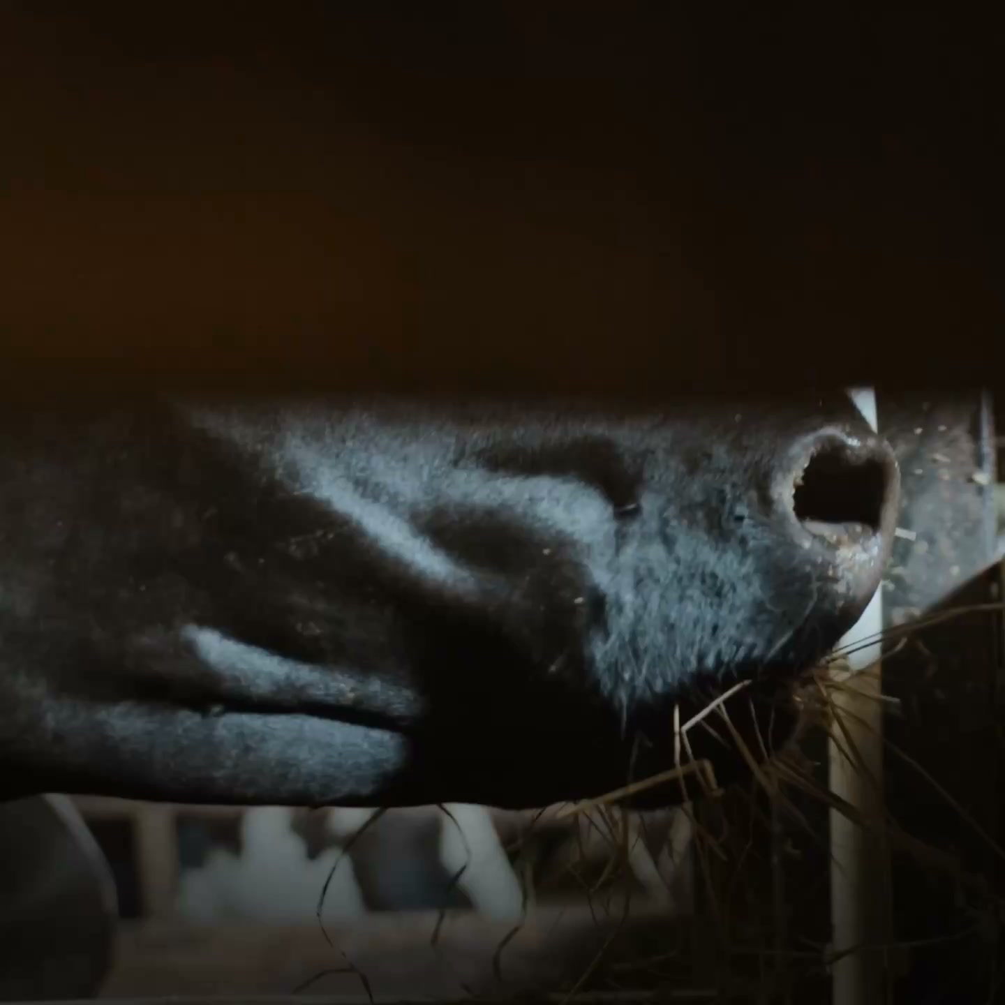 Crowd Cow Facebook ad: Craft Beef At Its Finest