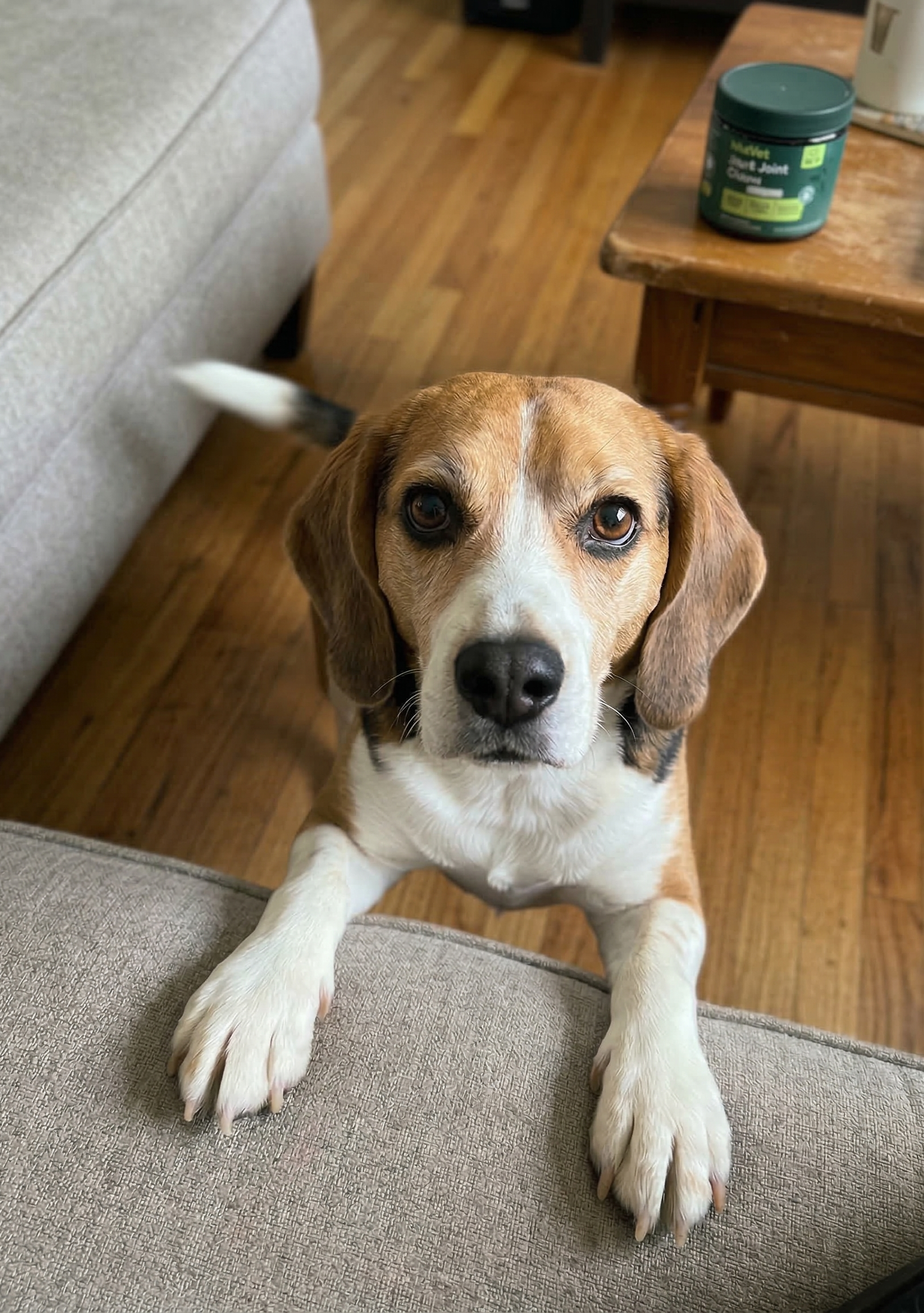 Everyday Pet Health Facebook ad