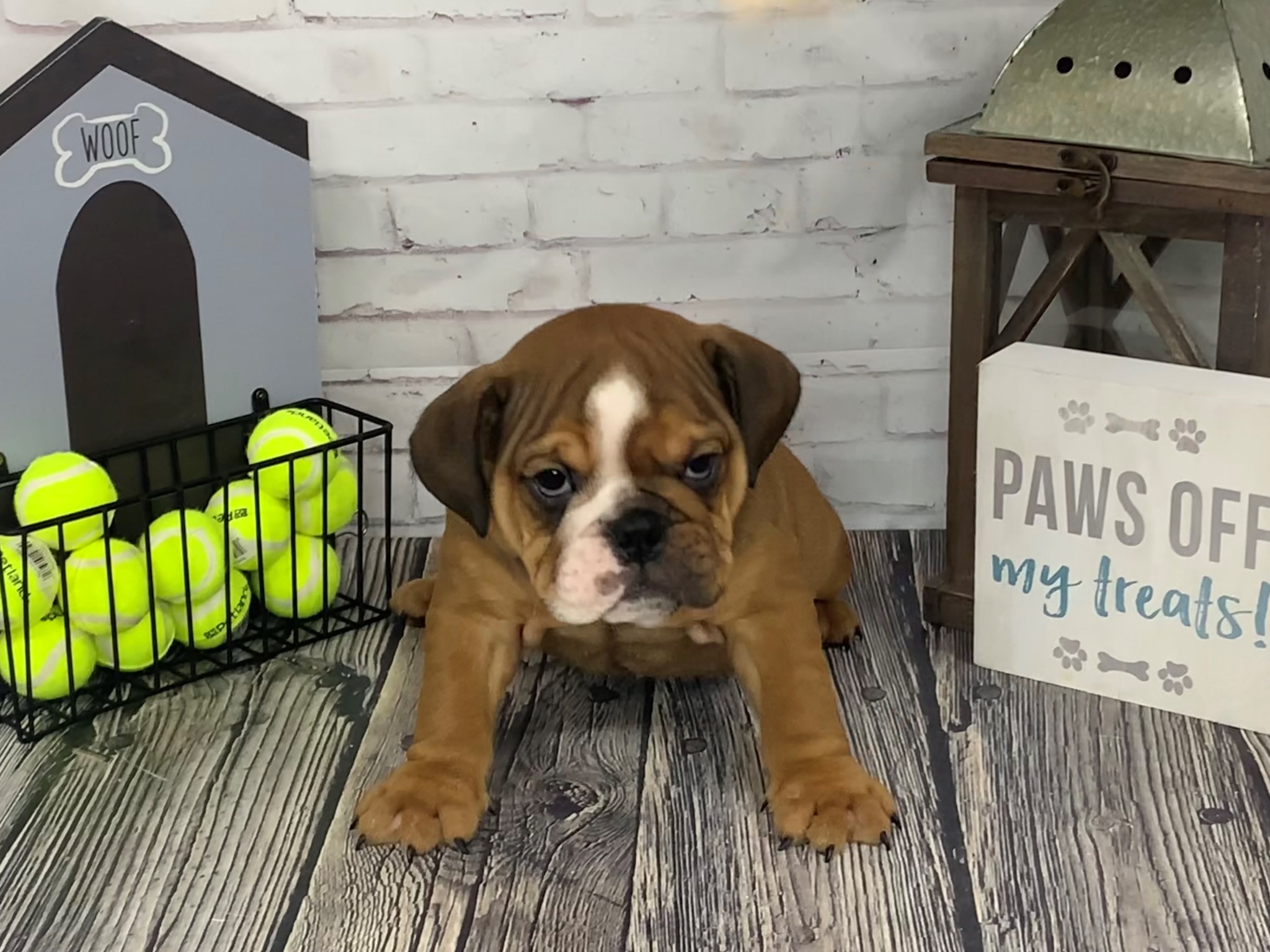 Petland Knoxville Facebook ad: We are a full service pet store carrying…