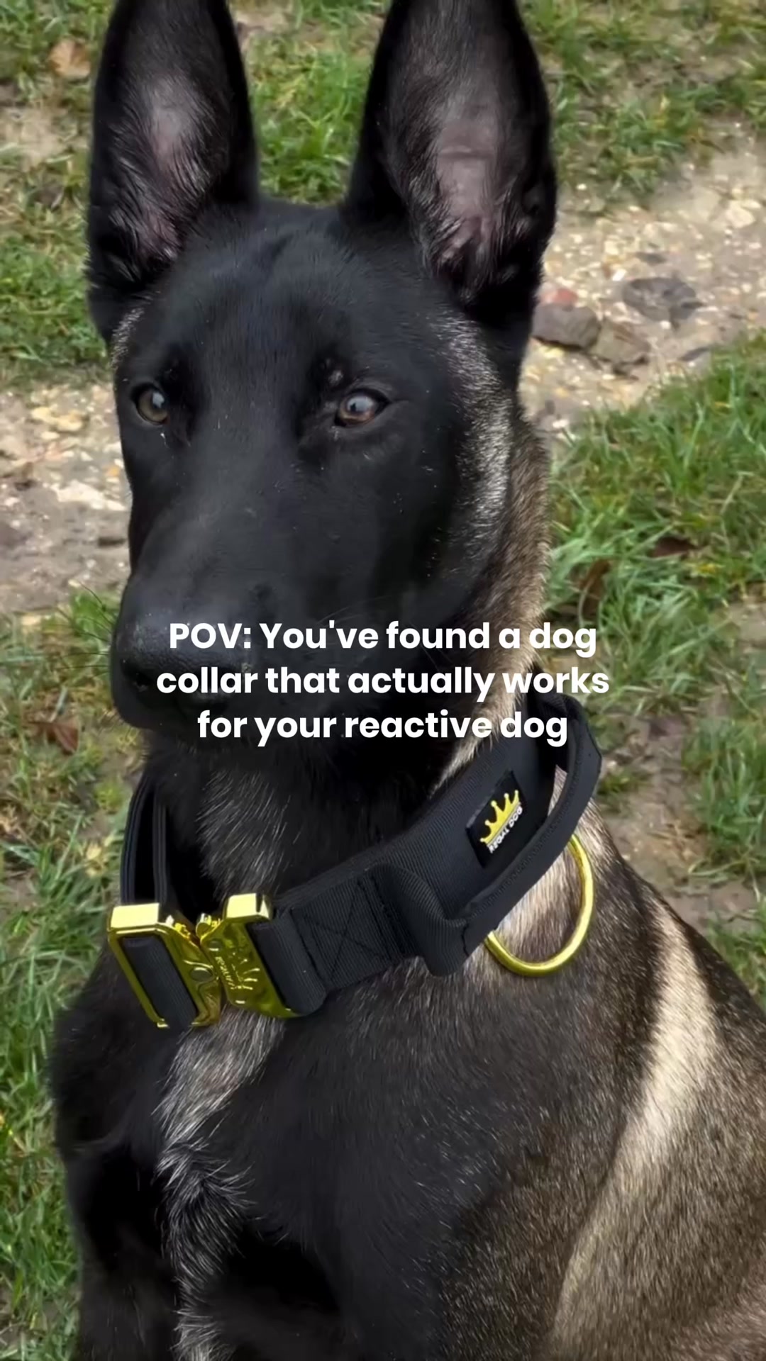 REGAL DOG Facebook ad: Get your dog looking Regal in no time