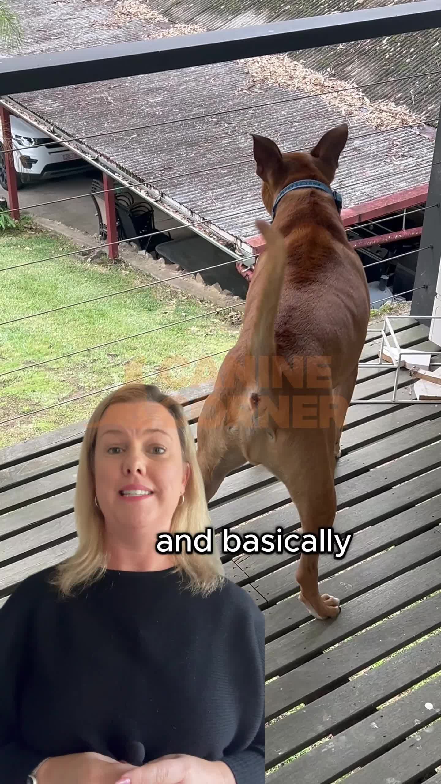 Canine Corner Australia Facebook ad: $100 OFF ENDS SOON