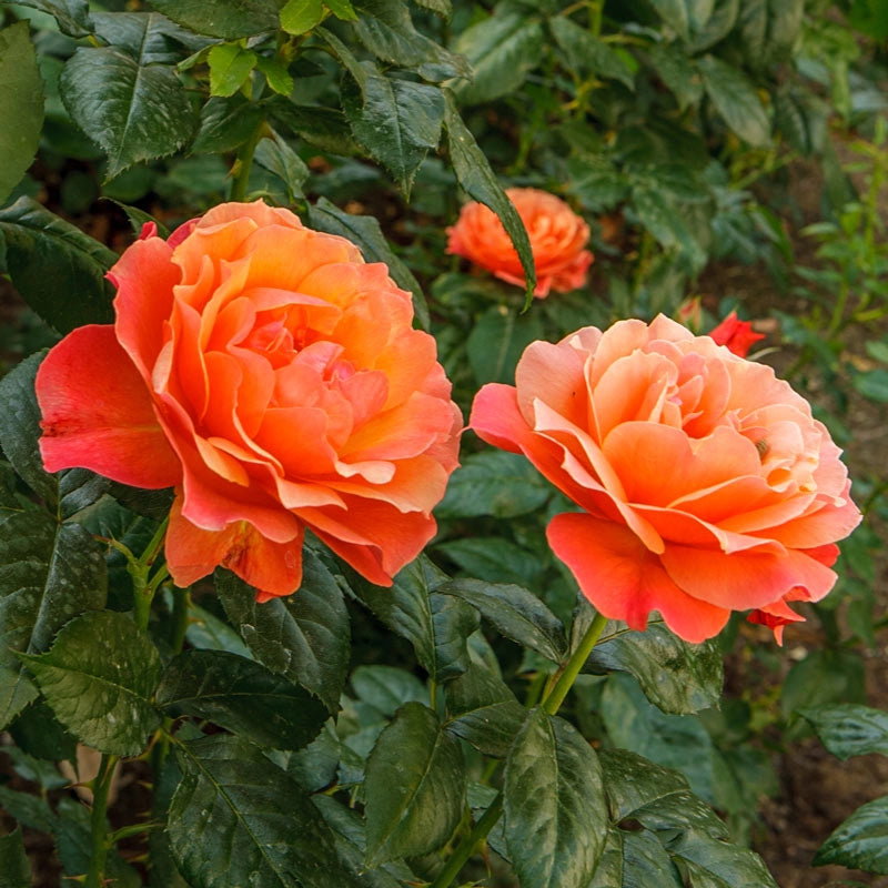 Gurney's Seed and Nursery Co. Facebook ad