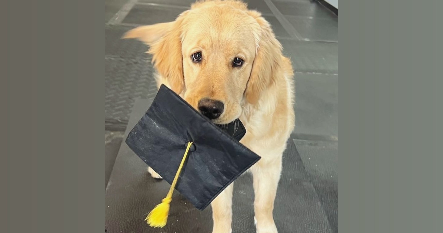 Kurtz K9's Facebook ad: Kurtz K9's Dog training